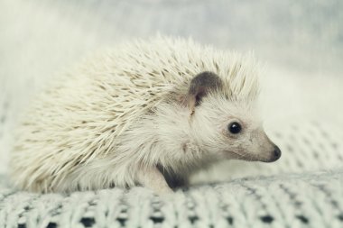 three beautiful young African pygmy hedgehog in the color gray h