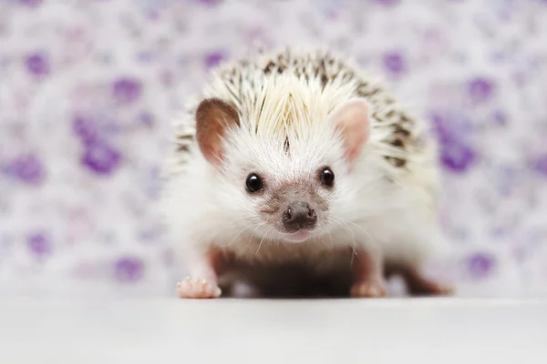 Cute young african pygmy hedgehog baby in flower vintage — Stock Photo, Image