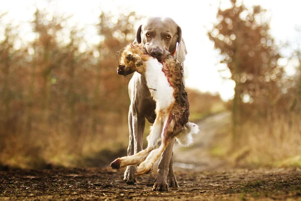 Beautiful  weimaraner dog in winter nature — Stock fotografie