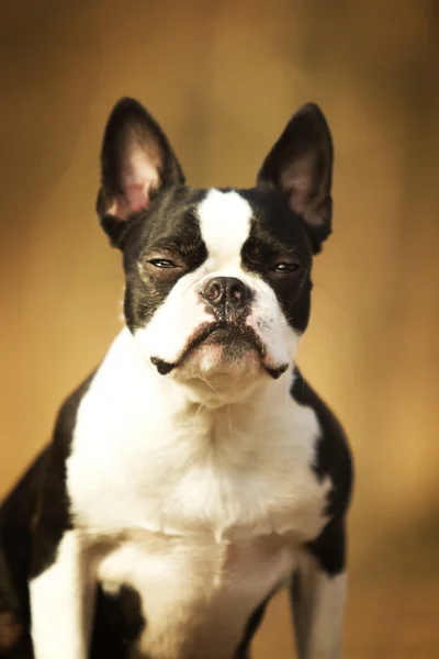 Portrait of beautiful black and white young boston terrier dog — Stockfoto