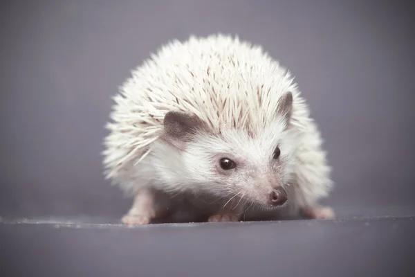 Portrait beautiful young african pygmy hedgehog baby color grey — Stock Photo, Image
