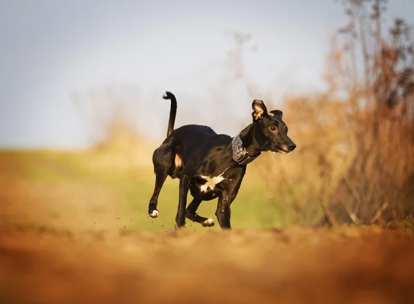 Obbediente, bella, sana e giovane nero boston terrier — Foto Stock