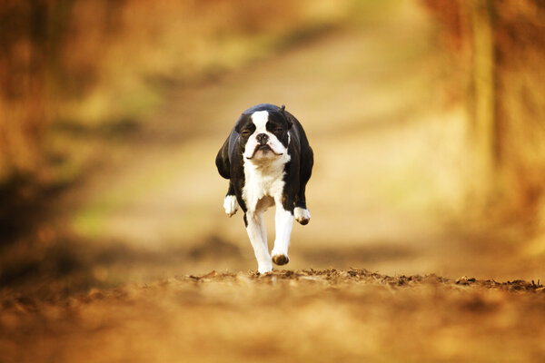 милый молодой африканский карликовый ёжик в цветочном винтаже
