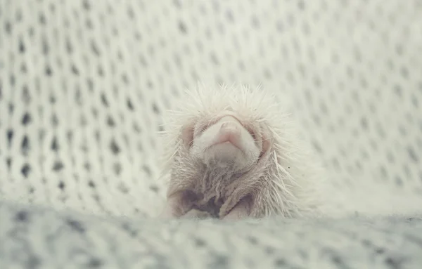 Adorável pouco de duas semanas Africano pigmeu ouriço bebê em albino col — Fotografia de Stock