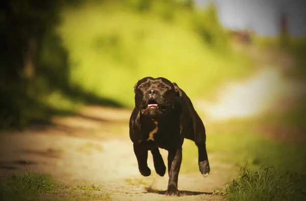 Gehorsamer, schöner, gesunder und junger schwarzer Boston Terrier — Stockfoto