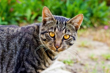 Gri kedi sarı gözlü yeşil çim seçici odak yer alır.