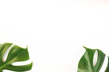 Beyaz arka planda canavar yaprakları vardı. Yaz arkaplanı kavramı.