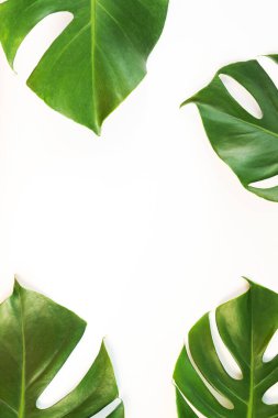 Beyaz arka planda canavar yaprakları vardı. Yaz arkaplanı kavramı.