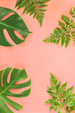 Canavar ve eğrelti otu yaprakları pembe arka planda yatıyordu. Yaz arkaplanı kavramı.