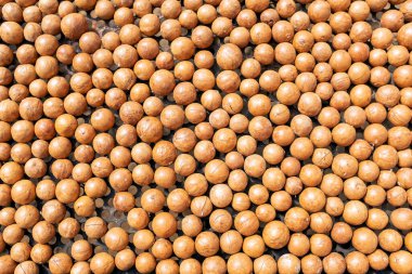 Macadamia fındıkları tepside güneş ışığıyla kurudu..