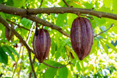 Organik bir çiftlikte kakao kabukları olan kakao ağacı..