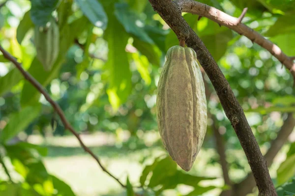 Cacao tree with cacao pods in a organic farm.