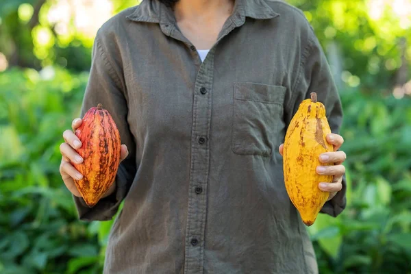 Farmer holding cacao pods in a cacao farm.