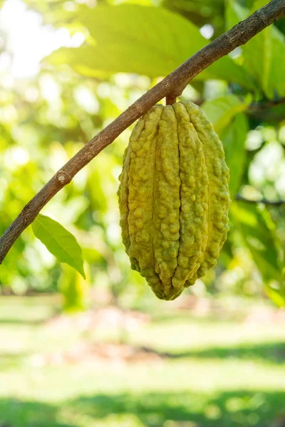 Cacao tree with cacao pods in a organic farm.