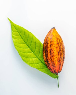 Beyaz zeminde izole edilmiş taze kakao kapsülü.