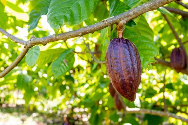 Organik bir çiftlikte kakao kabukları olan kakao ağacı..
