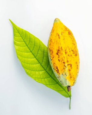 Beyaz zeminde izole edilmiş taze kakao kapsülü.