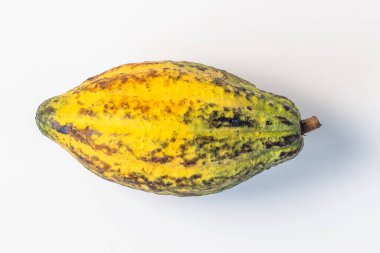 Beyaz zeminde izole edilmiş taze kakao kapsülü.