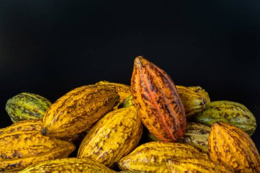 Siyah arka planda taze kakao kabukları yığını.