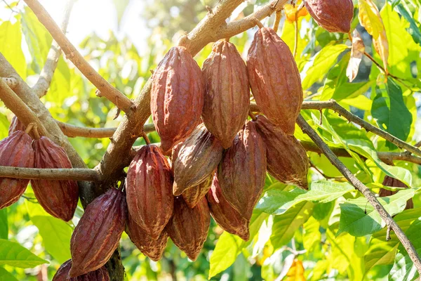 Cacao tree with cacao pods in a organic farm.