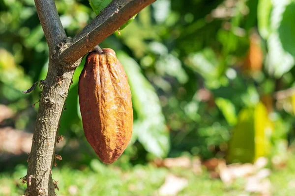 Kakaový Strom Kakaovými Lusky Ekologické Farmě — Stock fotografie
