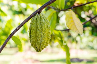 Organik bir çiftlikte kakao kabukları olan kakao ağacı..