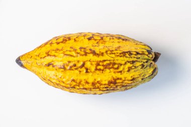 Beyaz zeminde izole edilmiş taze kakao kapsülü.