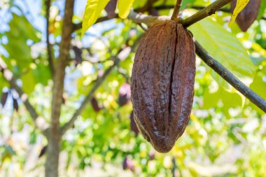 Organik bir çiftlikte kakao kabukları olan kakao ağacı..