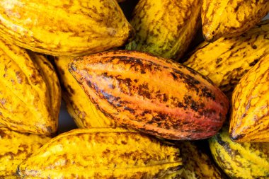 Siyah arka planda taze kakao kabukları yığını.