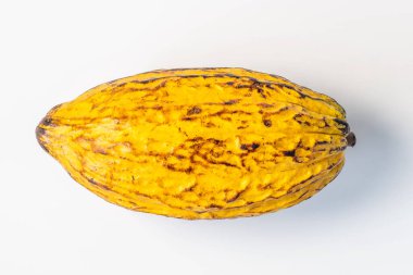 Beyaz zeminde izole edilmiş taze kakao kapsülü.