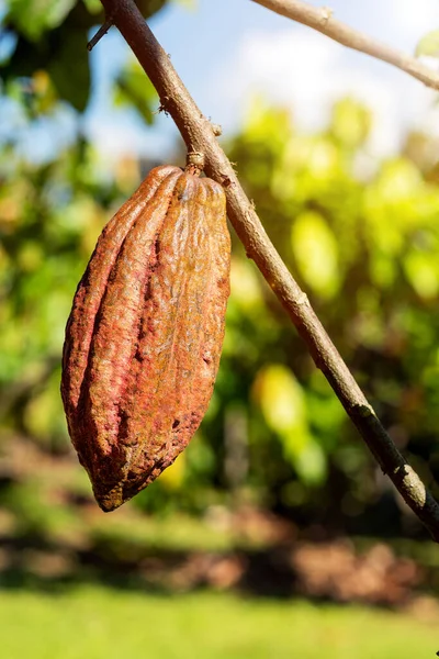 Cacao tree with cacao pods in a organic farm.