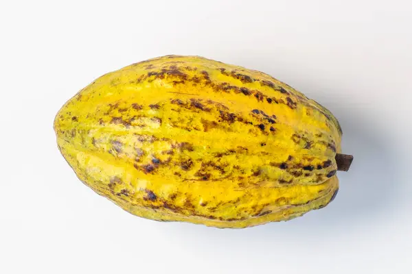 Fresh Cacao Pod Isolated White Background — Stock Photo, Image