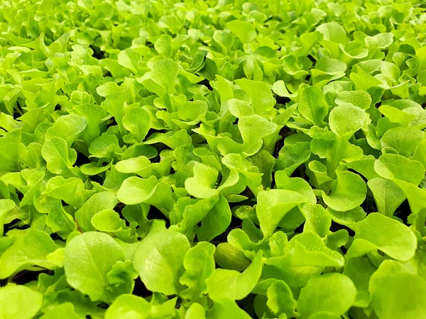 Primer Plano Plantación Verduras Ensalada Invernadero Una Granja Orgánica Dieta —  Fotos de Stock