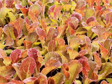 Organik bir çiftlikteki yeşil bir evdeki salata sebze çiftliğini kapatın. Sağlıklı diyet yaşam tarzı.