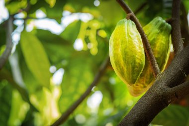 Cacao tree with cacao pods in a organic farm.	