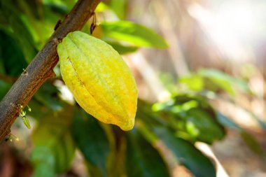 Cacao tree with cacao pods in a organic farm.	
