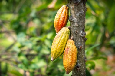 Cacao tree with cacao pods in a organic farm.	