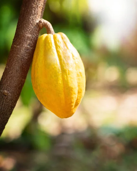 Cacao tree with cacao pods in a organic farm.