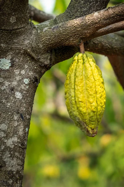 Cacao tree with cacao pods in a organic farm.