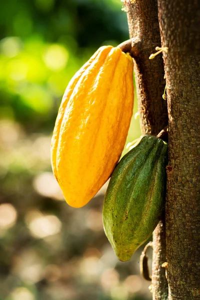 Cacao tree with cacao pods in a organic farm.