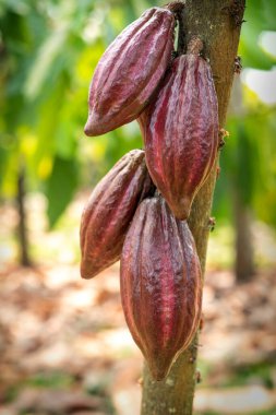 Cacao tree with cacao pods in a organic farm.	