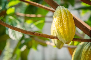 Cacao tree with cacao pods in a organic farm.	
