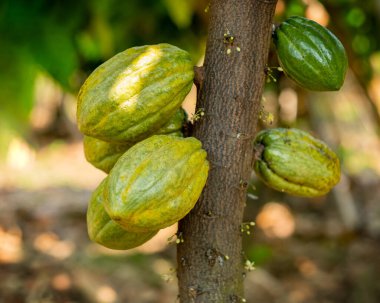 Cacao tree with cacao pods in a organic farm.	