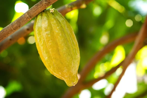 Cacao tree with cacao pods in a organic farm.