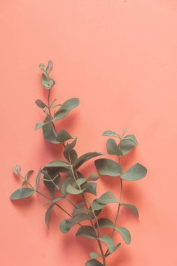 Okaliptüs yaprağı pembe arka planda yatıyordu. Yaz arkaplanı kavramı.