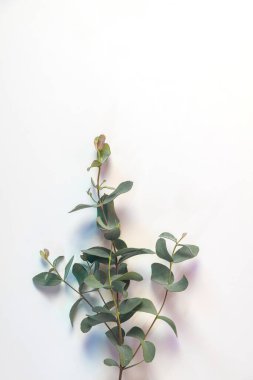 Beyaz arka planda okaliptüs yaprağı vardı. Yaz arkaplanı kavramı.