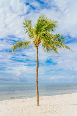 Hindistan cevizi ağacı