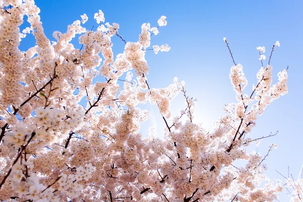 Fiori di ciliegio — Foto Stock