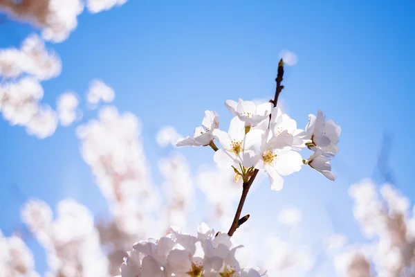 Fiori di ciliegio — Foto Stock