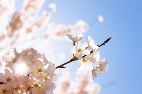 Fiori di ciliegio — Foto Stock